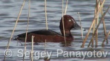 Video of Ferruginous Duck - Ferruginous Duck in early spring in shabla lake